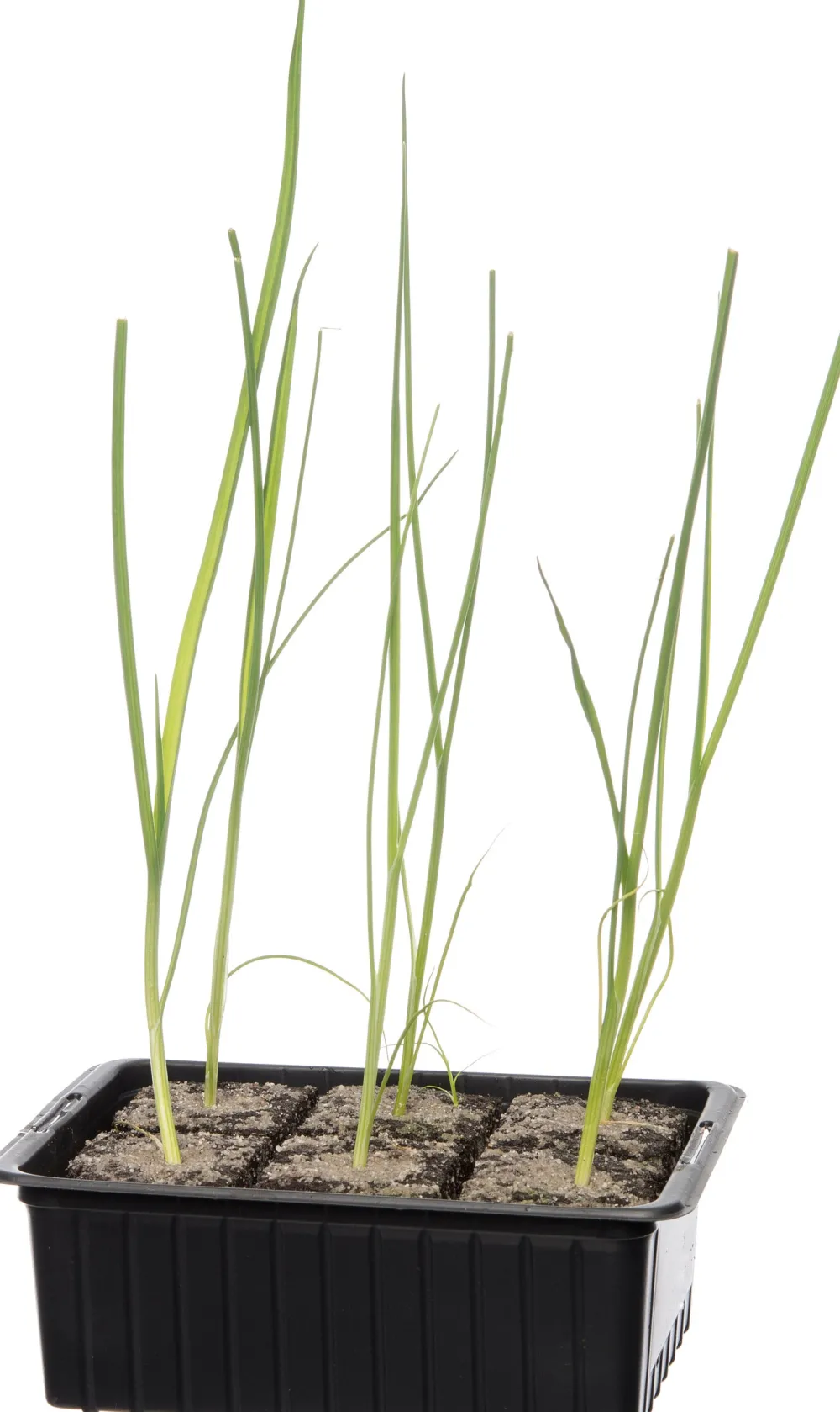 Hot Bio Lauch (Allium porrum) D 9 H 5 cm Obst, Gemüse & Kräuter|Gemüsepflanzen