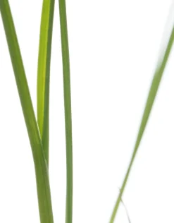 Hot Bio Lauch (Allium porrum) D 9 H 5 cm Obst, Gemüse & Kräuter|Gemüsepflanzen