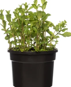 Hot Bio Minze (Mentha spicata 'Maroccan') D 13 H 15 cm Obst, Gemüse & Kräuter|Kräuterpflanzen