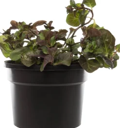 Sale Bio Orangen-Minze (Mentha piperata 'Orange') D 13 H 10 cm Obst, Gemüse & Kräuter|Kräuterpflanzen