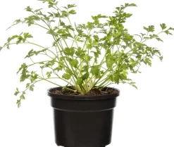 Bio Petersilie (Petroselinum crispum 'Gigante d'Italia') D 13 H 10 cm Obst, Gemüse & Kräuter|Kräuterpflanzen