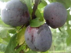 Bio Pflaume (Prunus domestica 'Opal') D 26 H 150 cm Obstbäume & -Sträucher|Obstbäume & -Sträucher