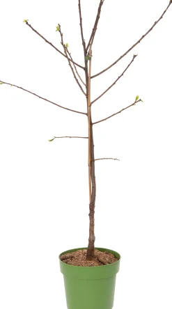 Online Bio Pflaume (Prunus domestica 'Opal') D 23 H 80 cm Obstbäume & -Sträucher|Obstbäume & -Sträucher