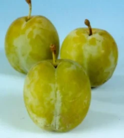 Sale Bio Pflaume (Prunus domestica 'Reine-Claude d'Oullins') D 26 H 150 cm Obstbäume & -Sträucher|Obstbäume & -Sträucher