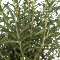 Best Bio Rosmarin (Rosmarinus officinalis) D 14 H 20 cm Obst, Gemüse & Kräuter|Kräuterpflanzen