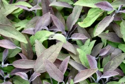 Best Bio Rotblättriger Salbei (Salvia Officinalis 'Purpurascens') Obst, Gemüse & Kräuter|Kräuterpflanzen