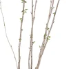 New Bio Rote Johannisbeere (Ribes rubrum 'Jonkheer van Tets') H 100 cm Blühende Pflanzen|Obstbäume & -Sträucher