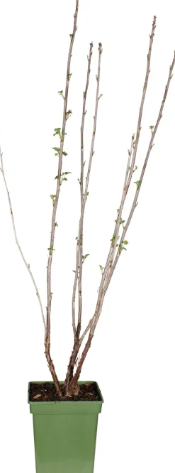 New Bio Rote Johannisbeere (Ribes rubrum 'Jonkheer van Tets') H 100 cm Blühende Pflanzen|Obstbäume & -Sträucher