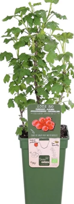 New Bio Rote Johannisbeere (Ribes rubrum 'Jonkheer van Tets') D 19 H 50 cm Obstbäume & -Sträucher|Obstbäume & -Sträucher