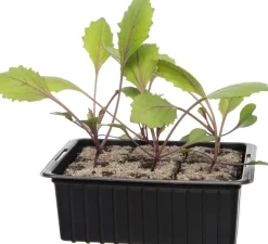 Bio Rotkohl (Brassica oleracea Capitata) D 9 H 5 cm Obst, Gemüse & Kräuter|Gemüsepflanzen