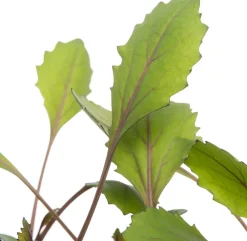 Bio Rotkohl (Brassica oleracea Capitata) D 9 H 5 cm Obst, Gemüse & Kräuter|Gemüsepflanzen