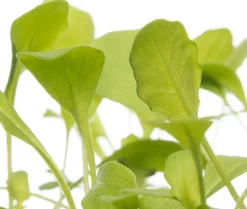 Sale Bio Rucola (Eruca sativa) D 9 H 5 cm Obst, Gemüse & Kräuter|Gemüsepflanzen