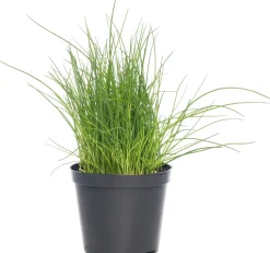 Outlet Bio Schnittlauch (Allium schoenoprasum) D 12 H 10 cm Obst, Gemüse & Kräuter|Kräuterpflanzen