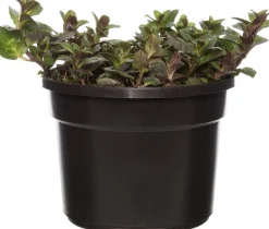 New Bio Schokoladen-Minze (Mentha piperita 'Chocolate') D 13 H 10 cm Obst, Gemüse & Kräuter|Kräuterpflanzen