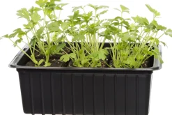 Hot Bio Sellerie (Apium graveolens var. Secalinum) D 9 H 5 cm Obst, Gemüse & Kräuter|Kräuterpflanzen