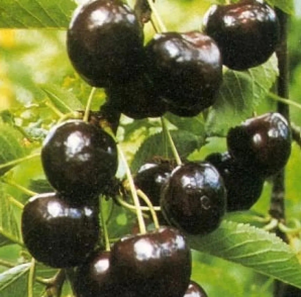 Bio Süßkirsche (Prunus avium 'Regina') D 26 H 150 cm Obstbäume & -Sträucher|Obstbäume & -Sträucher