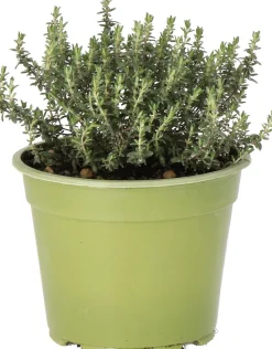 Hot Bio Thymian (Thymus vulgares 'Faustini') D 14 H 10 cm Obst, Gemüse & Kräuter|Kräuterpflanzen