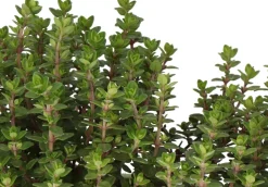 Hot Bio Thymian (Thymus vulgares 'Faustini') D 14 H 10 cm Obst, Gemüse & Kräuter|Kräuterpflanzen