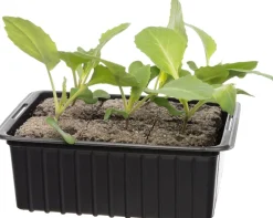 New Bio Weißkohl (Brassica oleracea Capitata) D 9 H 5 cm Obst, Gemüse & Kräuter|Gemüsepflanzen