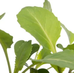 New Bio Weißkohl (Brassica oleracea Capitata) D 9 H 5 cm Obst, Gemüse & Kräuter|Gemüsepflanzen