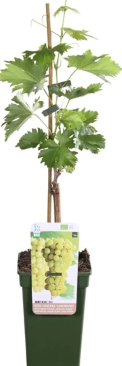 Sale Bio Weintraube weiß, kernlos (Vitis vinifera 'Lakemont') D 19 H 55 cm Obstbäume & -Sträucher|Obstbäume & -Sträucher