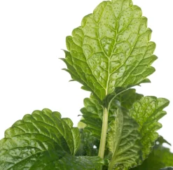 Best Bio Zitroenmelisse (Melissa officinalis) D 14 H 20 cm Obst, Gemüse & Kräuter|Kräuterpflanzen