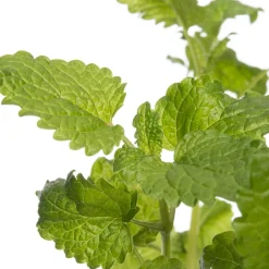 Sale Bio Zitroenmelisse (Melissa officinalis) D 12 H 20 cm Obst, Gemüse & Kräuter|Kräuterpflanzen