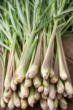 Sale Bio Zitronengras (Cymbopogon flexuosus) D 12 H 10 cm Obst, Gemüse & Kräuter|Kräuterpflanzen