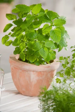 Best Bio Zitronenmelisse (Melissa officinalis) D 13 H 10 cm Obst, Gemüse & Kräuter|Kräuterpflanzen