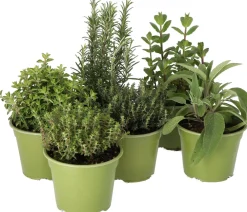 Sale Bio Zitronen-Thymian (Thymus citriodorus 'Aureus') D 14 H 10 cm Obst, Gemüse & Kräuter|Kräuterpflanzen