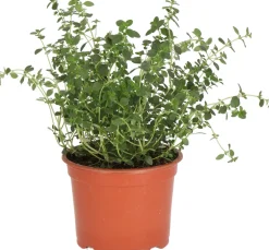 New Bio Zitronen-Thymian (Thymus citriodorus) D 12 H 15 cm Obst, Gemüse & Kräuter|Kräuterpflanzen