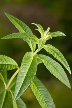 New Bio Zitronenverbene (Aloysia triphylla) D 12 H 15 cm Obst, Gemüse & Kräuter|Kräuterpflanzen