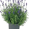 Best Bio-Lavendel (Lavendula angustifolia 'Lamorosa') D 14 H 25 cm Blühende Pflanzen|Immergrüne Pflanzen