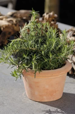 Sale Biologischer kriechender Rosmarin (Rosmarinus Officinalis 'Capri') Obst, Gemüse & Kräuter|Kräuterpflanzen