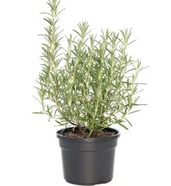 New Biologischer Rosmarin (Rosmarinus Officinalis 'Blue Winter') Obst, Gemüse & Kräuter|Kräuterpflanzen