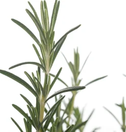 New Biologischer Rosmarin (Rosmarinus Officinalis 'Blue Winter') Obst, Gemüse & Kräuter|Kräuterpflanzen