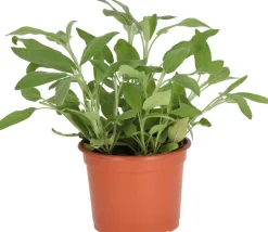 Biologischer Salbei (Salvia officinalis) D 12 H 10 cm Obst, Gemüse & Kräuter|Kräuterpflanzen