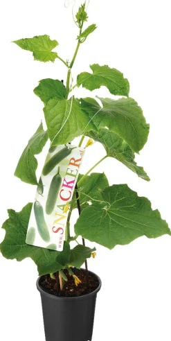 Sale Bio-Snackgurke (Cucumis sativus) D 14 H 60 cm Obst, Gemüse & Kräuter|Gemüsepflanzen