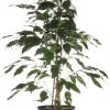 Online Birkenfeige (Ficus benjamina 'Danielle') D 17 cm H 70 cm Bonsai|Grünpflanzen