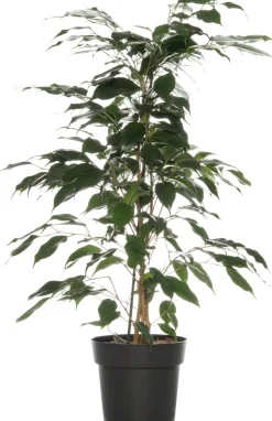 Online Birkenfeige (Ficus benjamina 'Danielle') D 17 cm H 70 cm Bonsai|Grünpflanzen