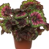 Clearance Blattbegonie (Begonia rex (MC) 'Macarena') D 13 cm H 25 cm Kleine Zimmerpflanzen|Grünpflanzen