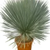 Best Blaue Palmlilie (Yucca rostrata) D 40 H 100 cm Immergrüne Pflanzen|Palmen