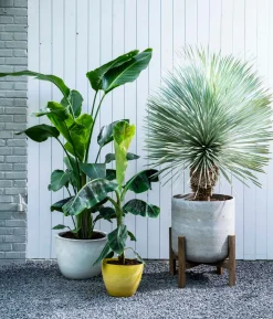 Best Blaue Palmlilie (Yucca rostrata) D 40 H 100 cm Immergrüne Pflanzen|Palmen