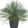 Sale Blaue Palmlilie (Yucca rostrata) D 36 H 60 cm Immergrüne Pflanzen