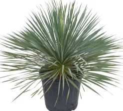 Sale Blaue Palmlilie (Yucca rostrata) D 36 H 60 cm Immergrüne Pflanzen