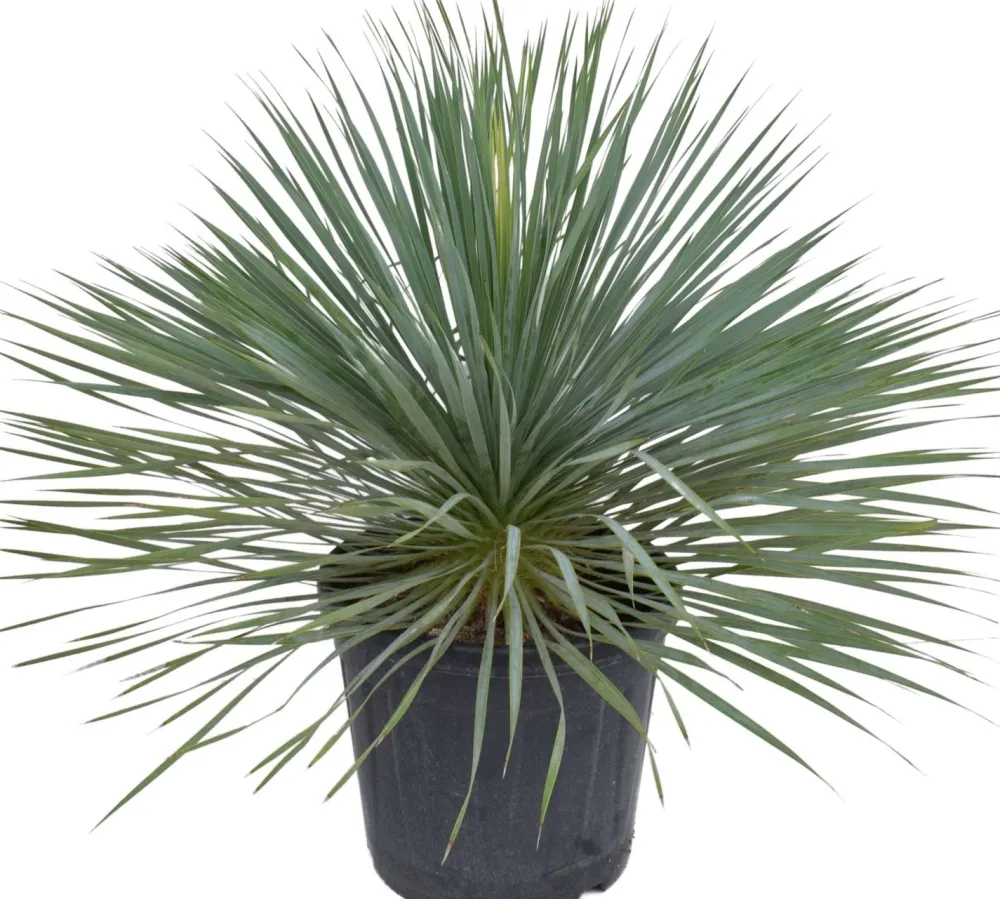 Sale Blaue Palmlilie (Yucca rostrata) D 36 H 60 cm Immergrüne Pflanzen