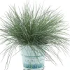 Best Blauschwingel (Festuca glauca 'Compacta Blue') D 10,5 H 20 cm Immergrüne Pflanzen|Winterharte Pflanzen