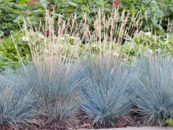 Clearance Blauschwingel (Festuca glauca 'Elijah Blue') D 17 H 30 cm Immergrüne Pflanzen|Winterharte Pflanzen