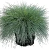 Discount Blauschwingel (Festuca glauca 'Intense Blue') D 17 H 35 cm Immergrüne Pflanzen|Mehrjährige Pflanzen