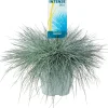 New Blauschwingel XL (Festuca glauca 'Intense Blue') D 23 H 45 cm Immergrüne Pflanzen|Winterharte Pflanzen